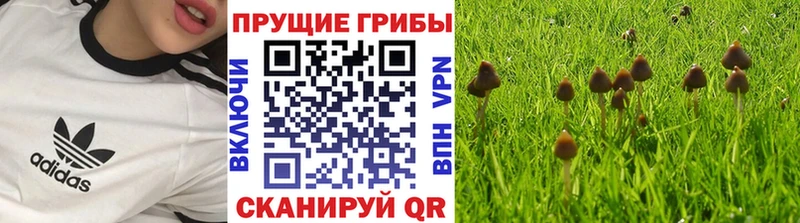 даркнет сайт  Мценск  Галлюциногенные грибы мухоморы 